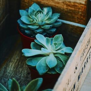 Meet your Posher, Shari